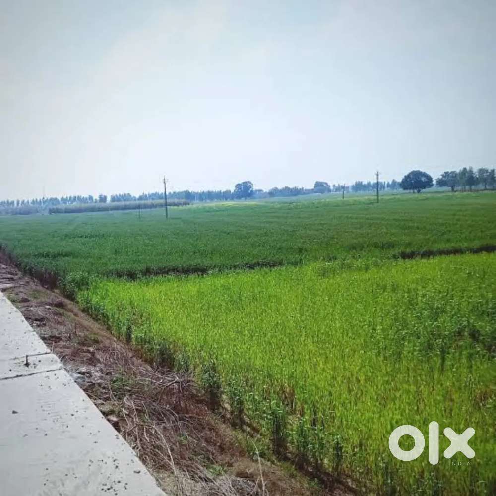 Poorvanchal expressway se 1 km ki duri per kasimpur biruha me 12 biswa