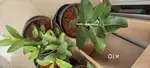 Piple , bargad , bnyan tree 200 rupees fresh with soil