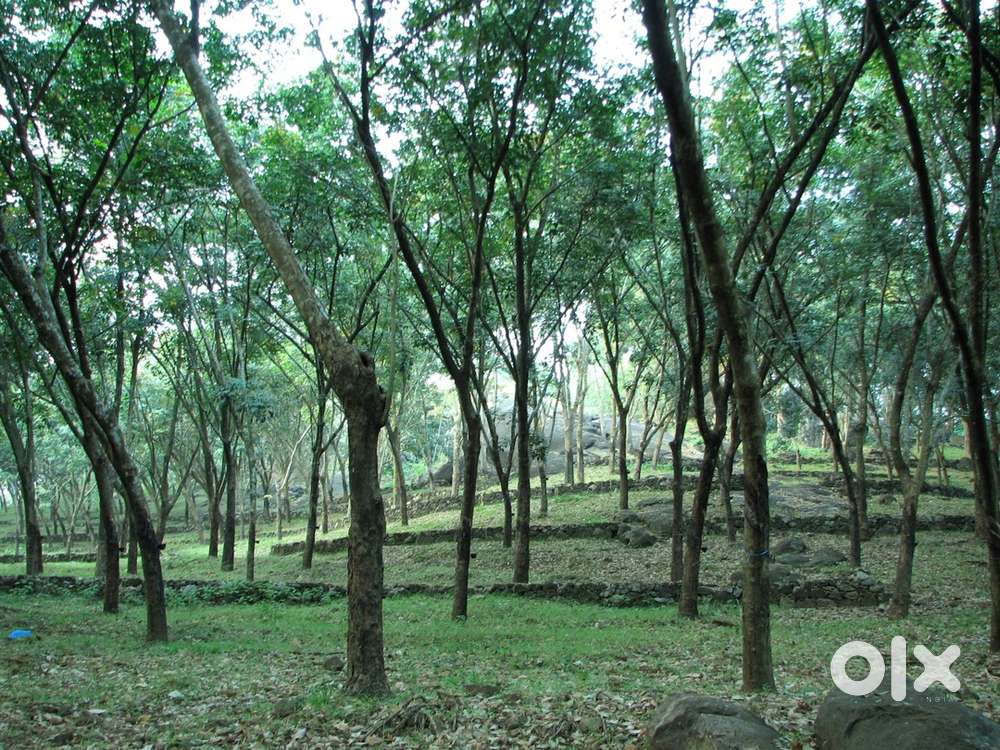 Rubber estate 50 Cent for sale