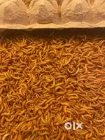 Meal Worms
