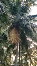 Low purged coconut farm sales
