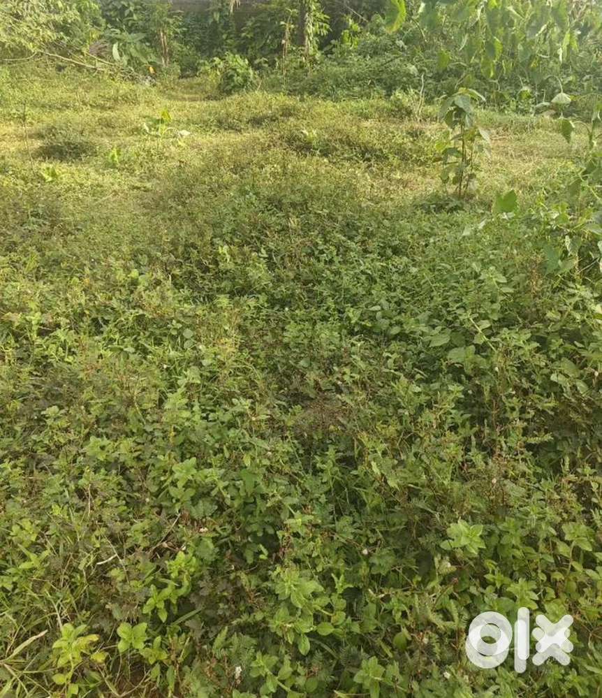 71 cent House plot for sale @ Onamkulam