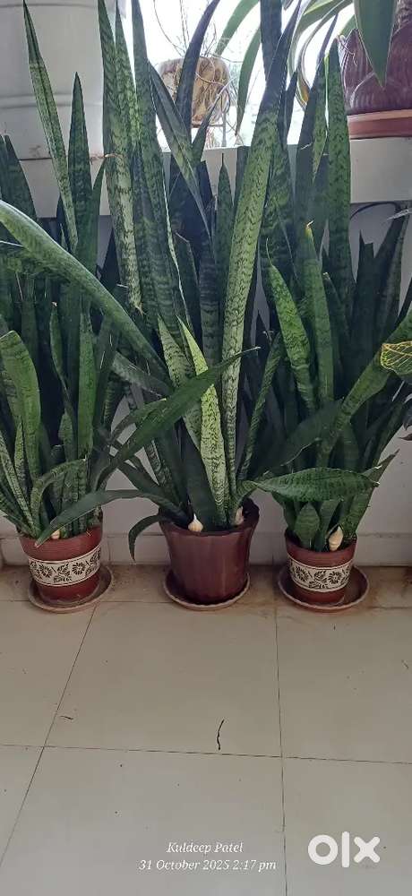 Snake plant Best provide oxygen in home office
