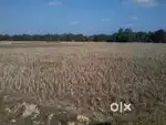 Miyadi Farming land for sale at Near NH 51  Jokai chariali Dibrugarh25