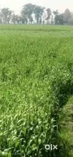 1 Kanal land in palpora