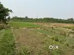 Agriculture land 2.5 actor for sale ropar