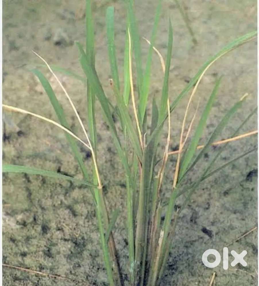 My agriculture land for sale