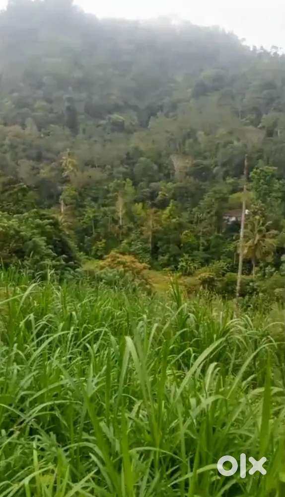 Idukki Panikkankudy Near 250 cent LA Pattayam Farm Land with old House