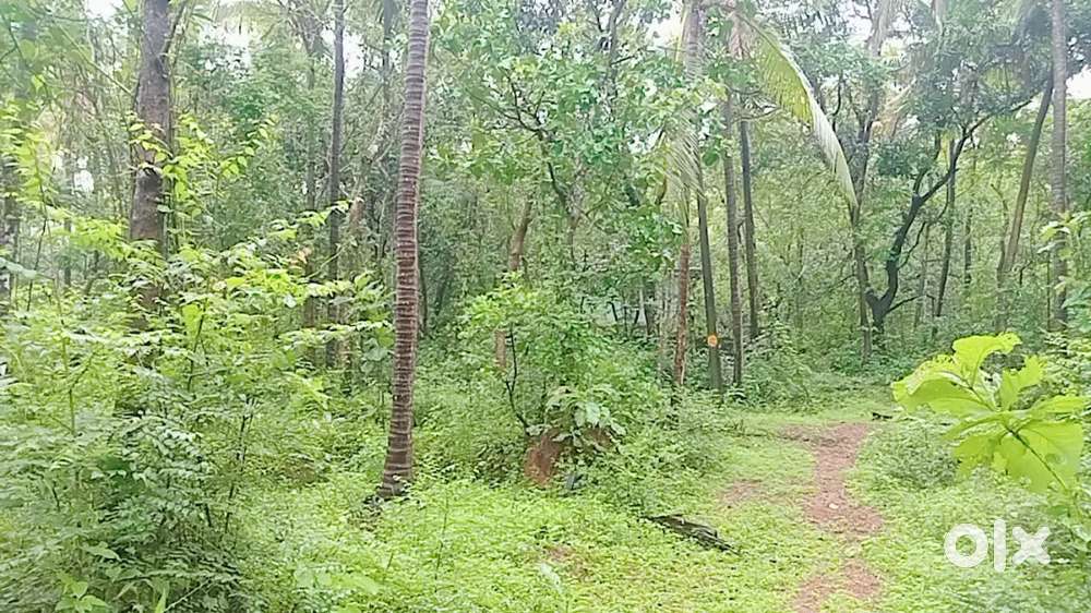 Randera eakker thengum parambum