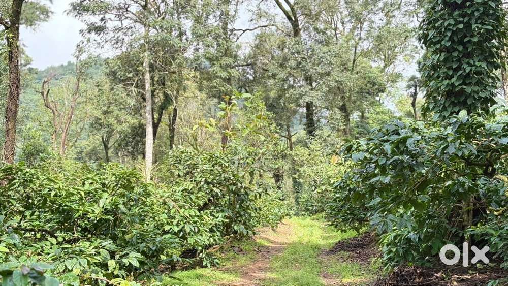 River side coffee estate for sale