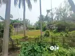 1 Bigha 7.5 Lesa miyadi land for sale in Nalbari..