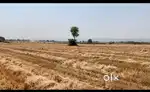 Land for sell 8.5 Acre near by maihar