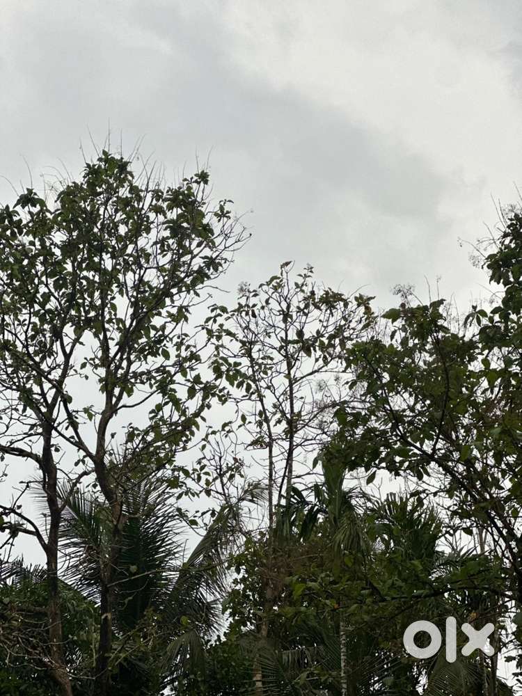 16 cent on main road