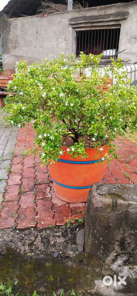 Beautiful Fragrant Madhu Kamani (Orange Jasmine) – 2 Years Old Potted