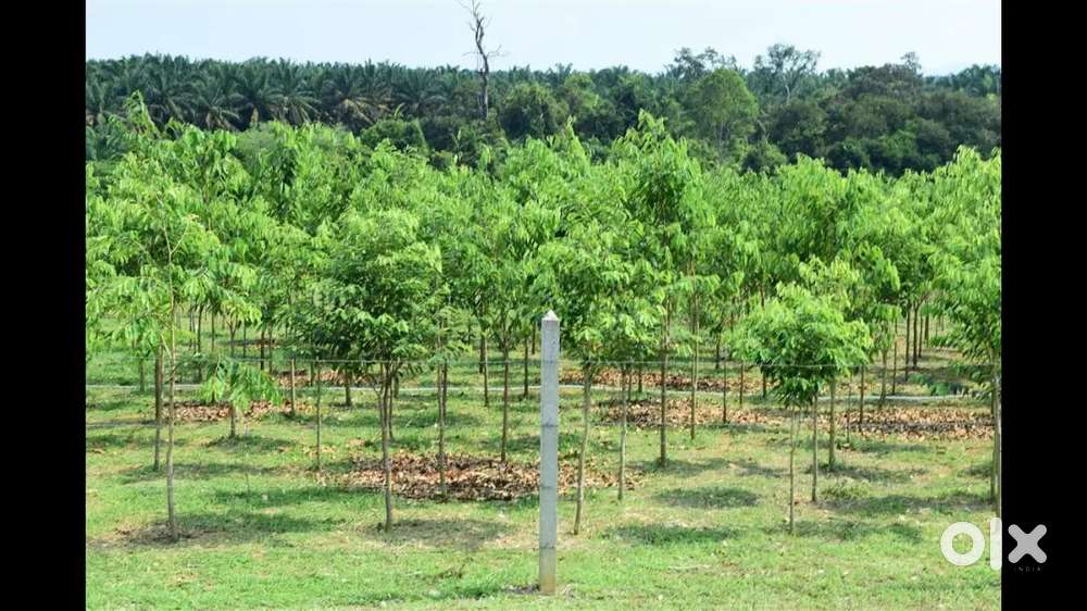 Best Real Estate Investment 2025: Plantation Income + LandAppreciation