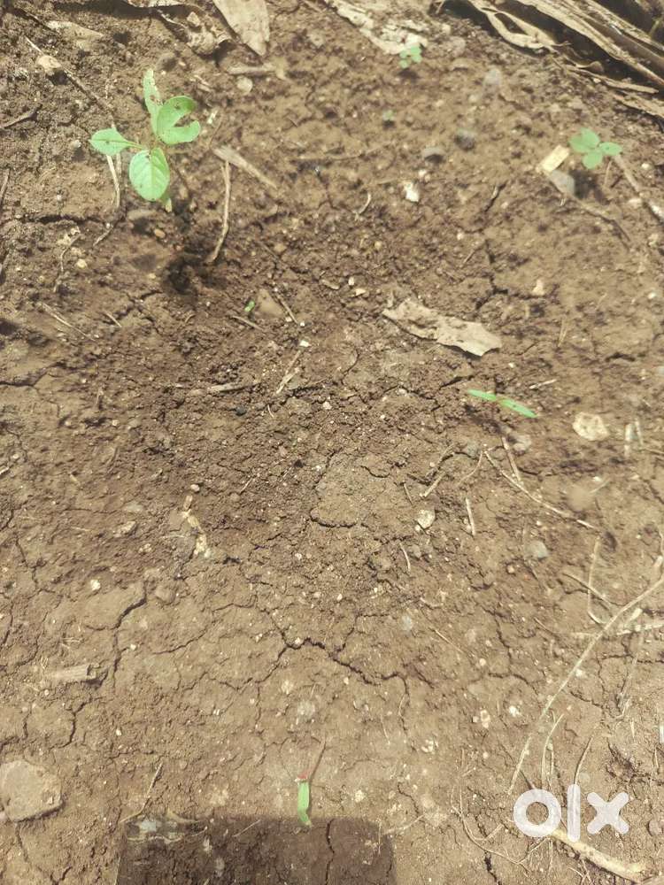 Land bech raha ho 12500000 me or area hai ram mandir back side mala