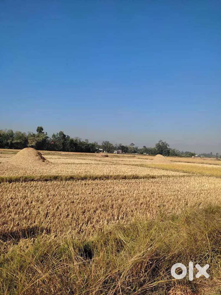 Paddy field