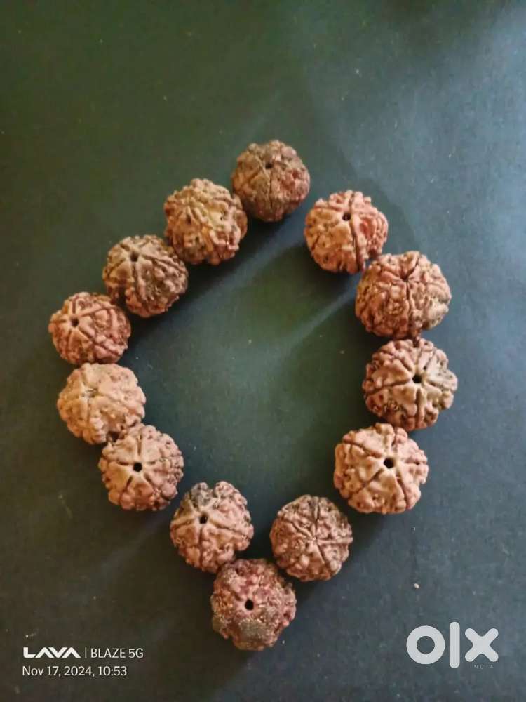 Five face orginal rudraksha