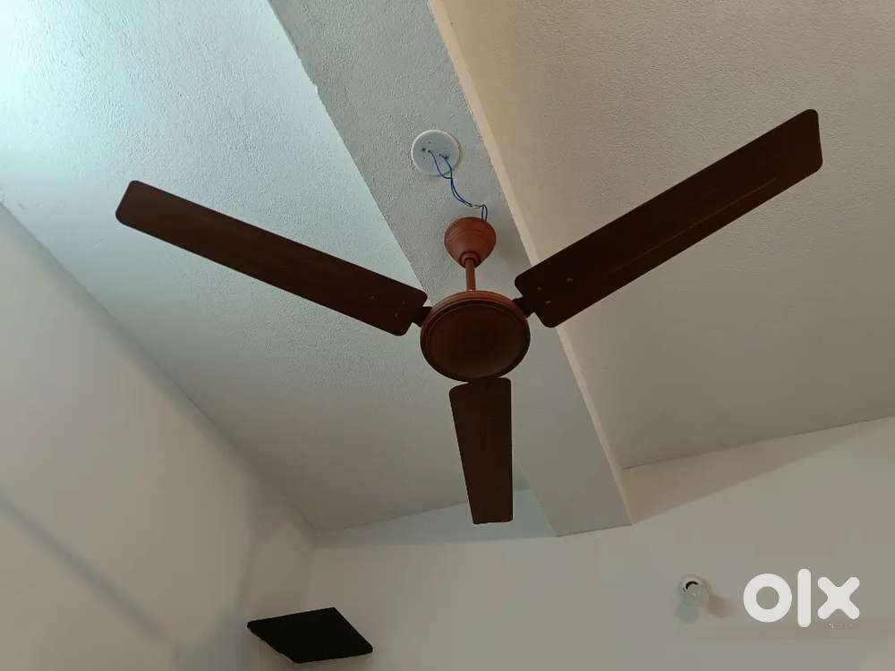 CG Tulipair Ceiling Fan - 1200 MM