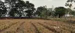75.5 Cents of land on NH 216A, Tadepalligudem