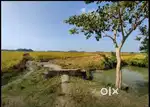 27 Bigha Plot at Jagiroad