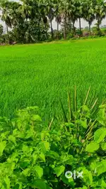 18 lakh per Acre,2 Acres Agriculture land for sale