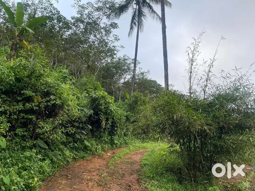 3 acres Land at karuvanchal Palakkayam thattu
