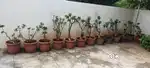 Garden plants