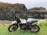 Himalayan for Sale
