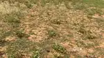 DKT Agriculture land 3.15 acres