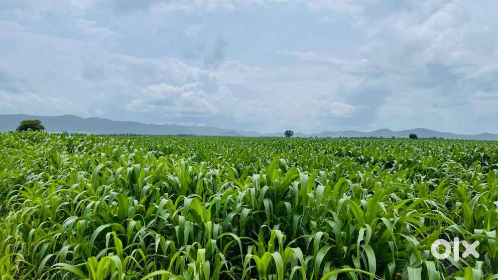 2 Acre Agricultural/Farm Land for Sale in Honnali, Davanagere