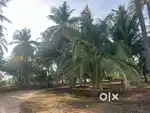 50 cent land for sale near avinashi