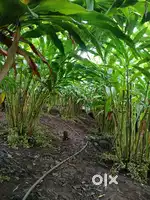 House plot