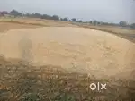 Gehu ka Busa