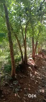 Agriculture