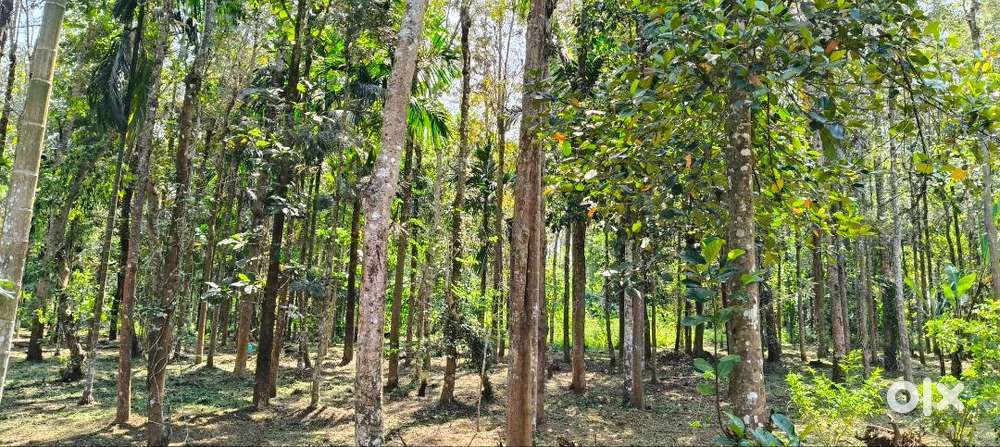 Plain land plenty of Teak and other trees