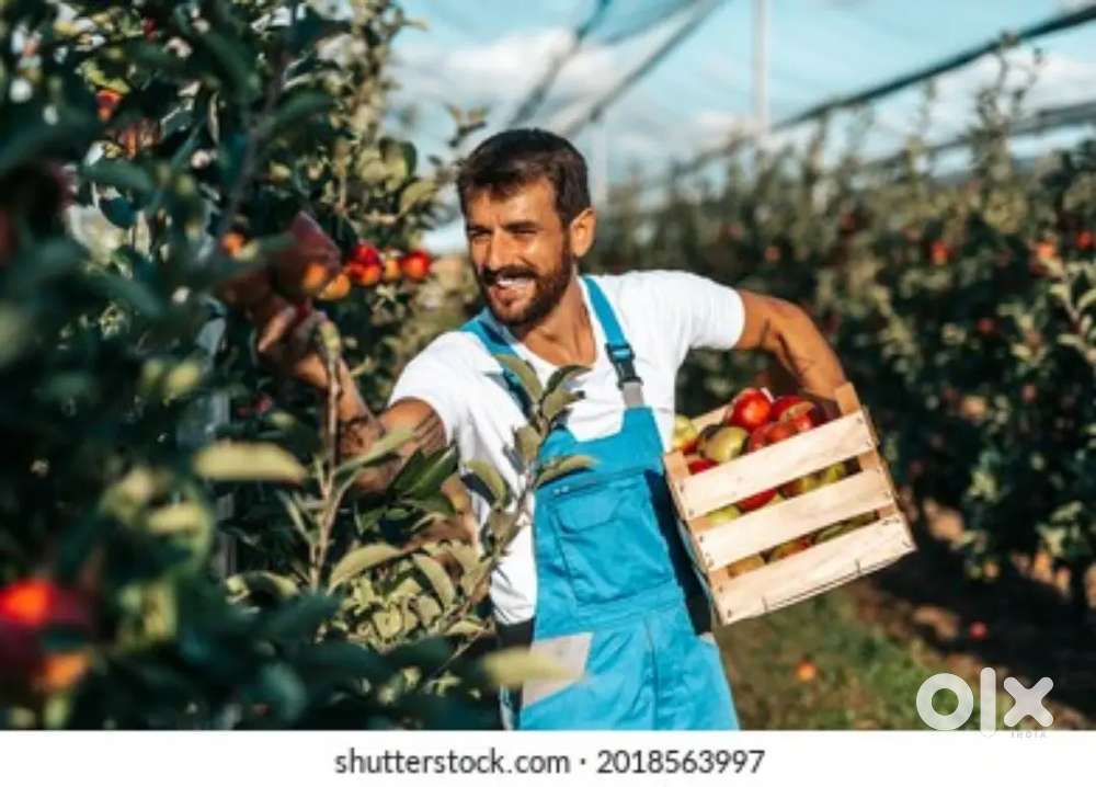 WANTED STAFF FOR PICKING AND PACKING INSIDE WAREHOUSE