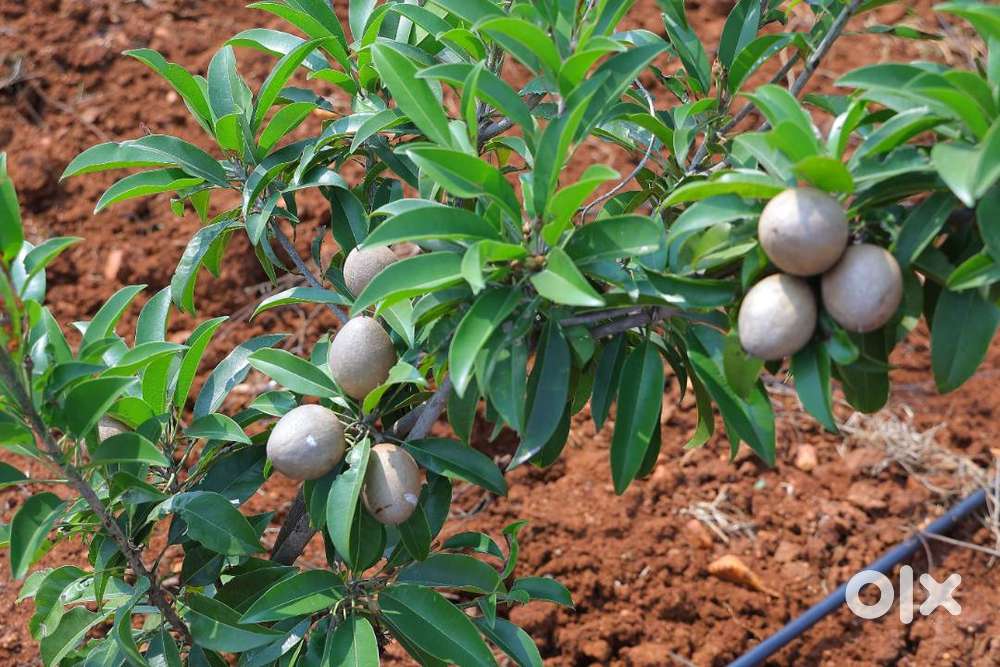 Premium Managed Farmland with Sandalwood & Fruit Plantations