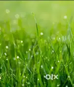 Grass cutting 450/ hr