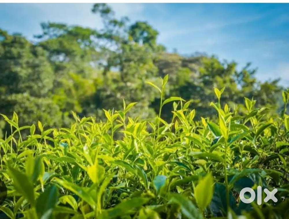 146 Acres tea coffee estate immediate sale kotagiri 4  km from Mullur