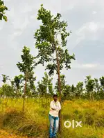 Redsandal farm land
