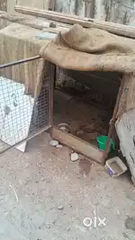 Iron cage 4×4
