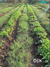 Farm House CareTaker Job