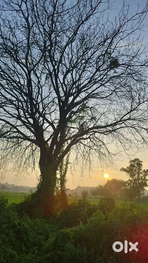 1.25 Bigha Land in Sector 9 Gopalpur