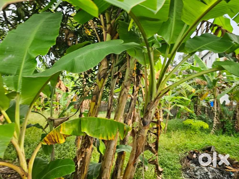 4 CENT HOUSE PLOT FOR SALE