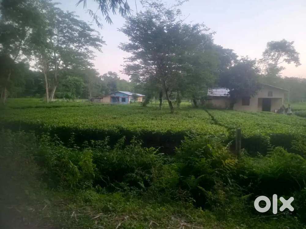 2 Katha Land for sale in Phatikachowa Borbam