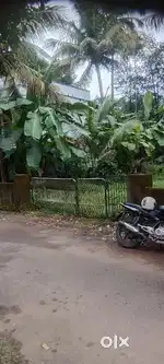Plot for sale in cherur 9.25cent