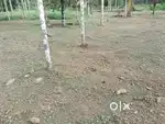 മാള അഷ്ടമിച്ചിറയിൽ ഹൗസ് പ്ലോട്ടുകൾ വില്പനക്ക്