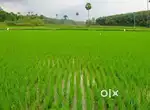 paddy field for sale
