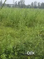 Vill kaloda Rudrapur